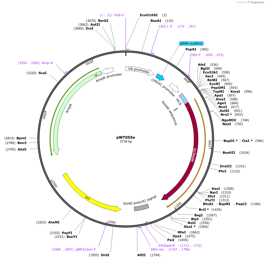 96866-plasmid-map-sequence-id-190322