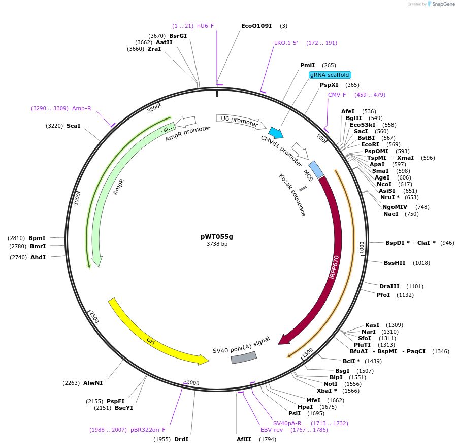 96864-plasmid-map-sequence-id-190323