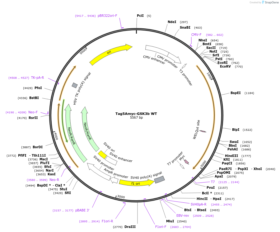 16260-plasmid-map-sequence-id-190327