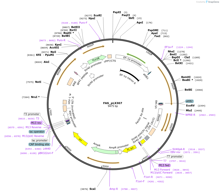 98334-plasmid-map-sequence-id-190332