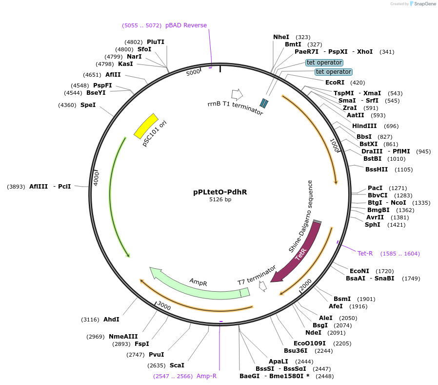 89655-plasmid-map-sequence-id-190340