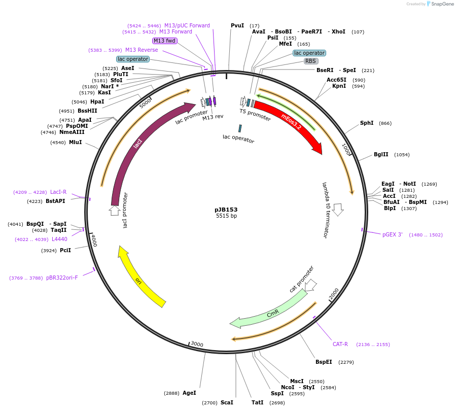 92328-plasmid-map-sequence-id-190345