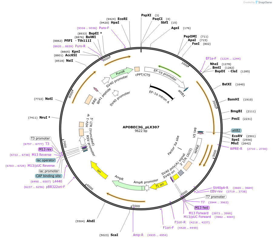 98345-plasmid-map-sequence-id-190353