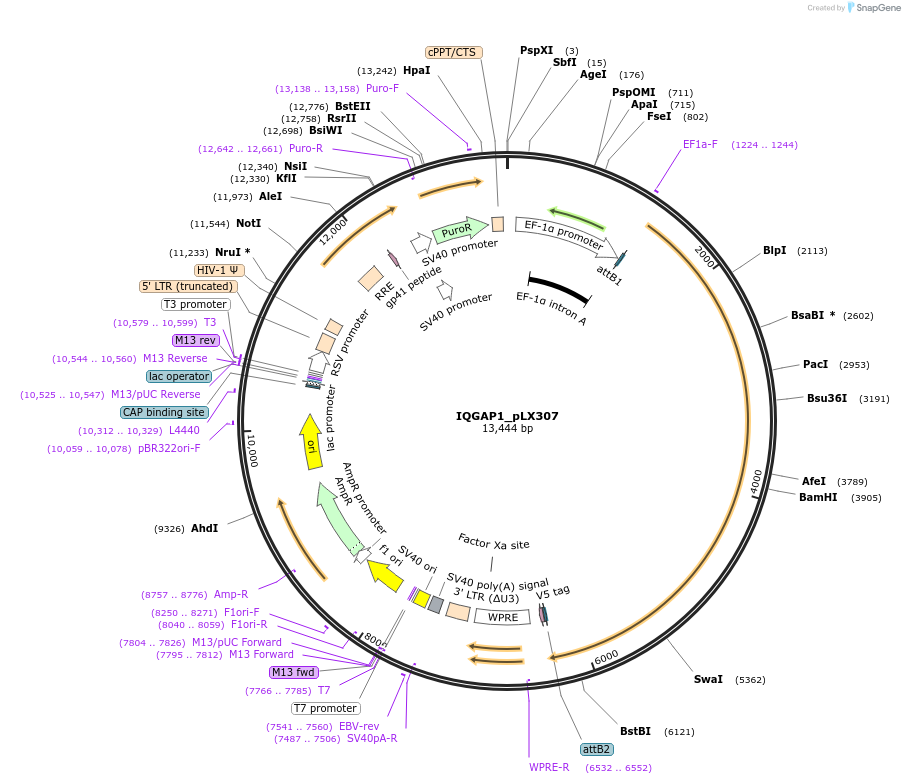 98346-plasmid-map-sequence-id-190354