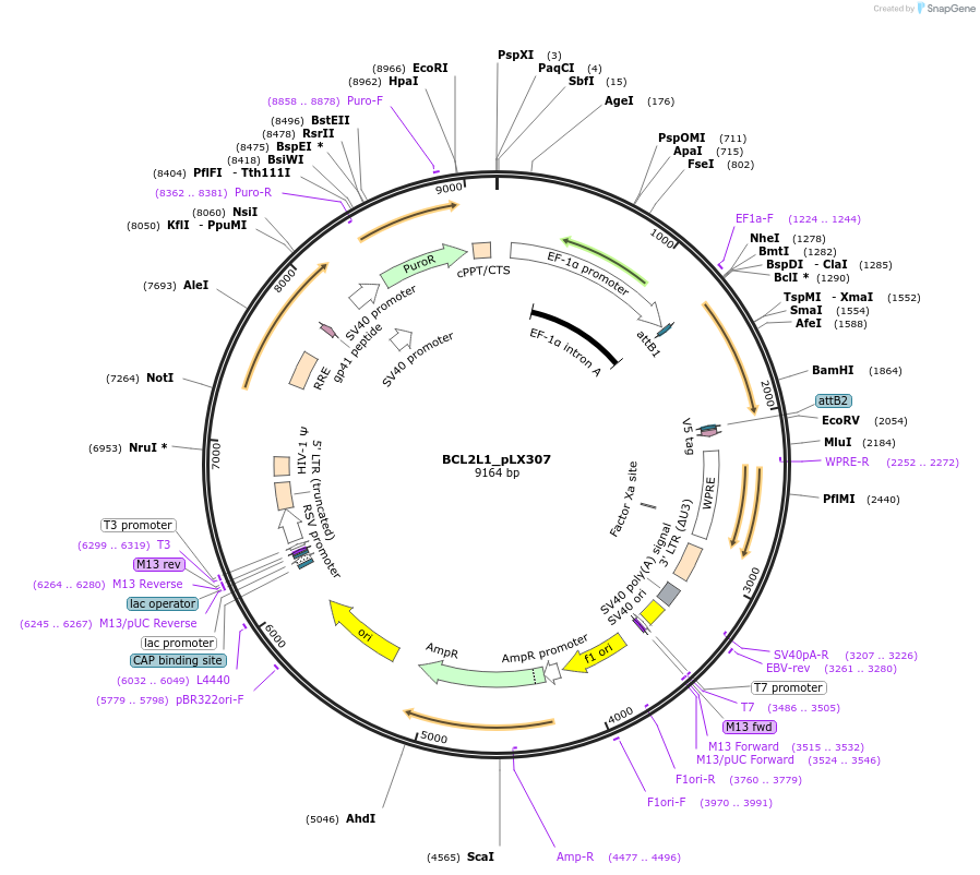 98323-plasmid-map-sequence-id-190355