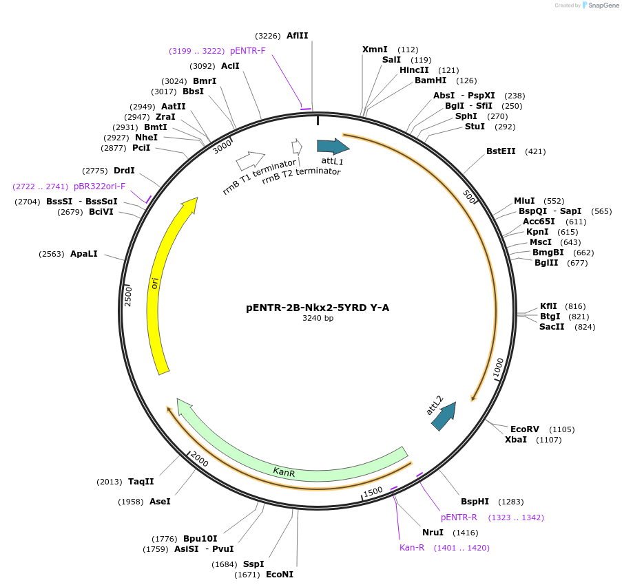 98611-plasmid-map-sequence-id-190369