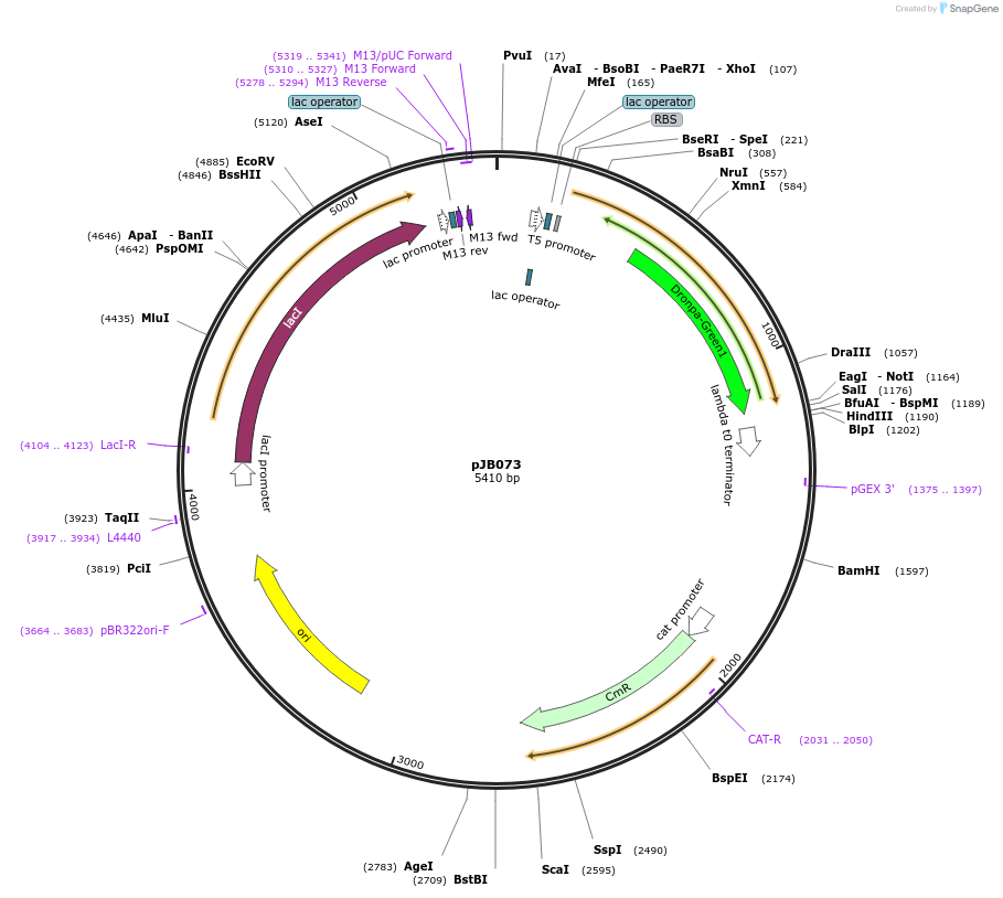98912-plasmid-map-sequence-id-190376