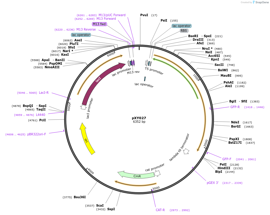 98915-plasmid-map-sequence-id-190383