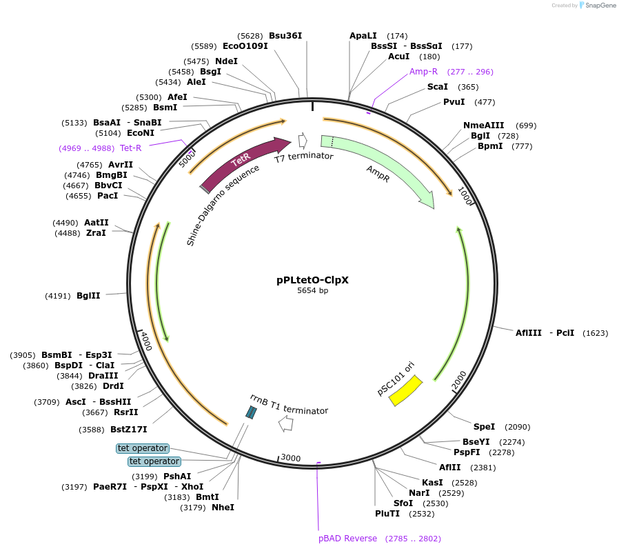 89657-plasmid-map-sequence-id-190404