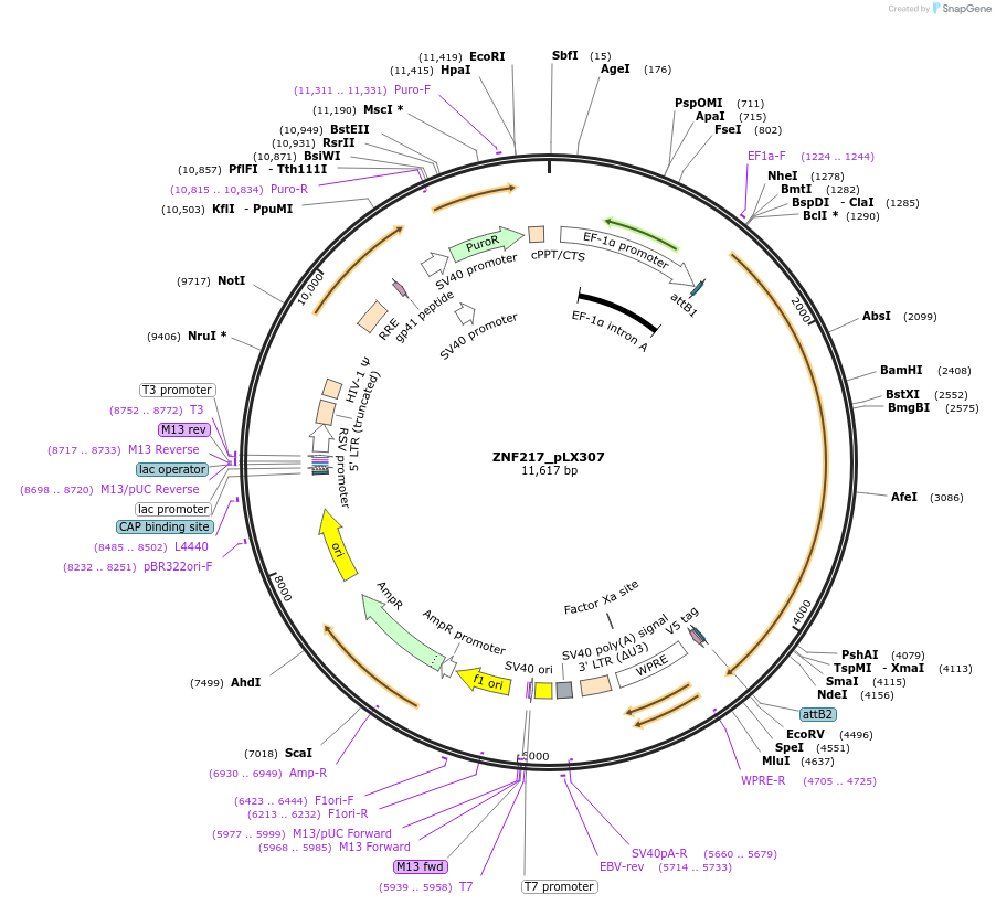 98384-plasmid-map-sequence-id-190405
