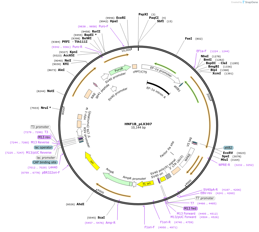 98342-plasmid-map-sequence-id-190414
