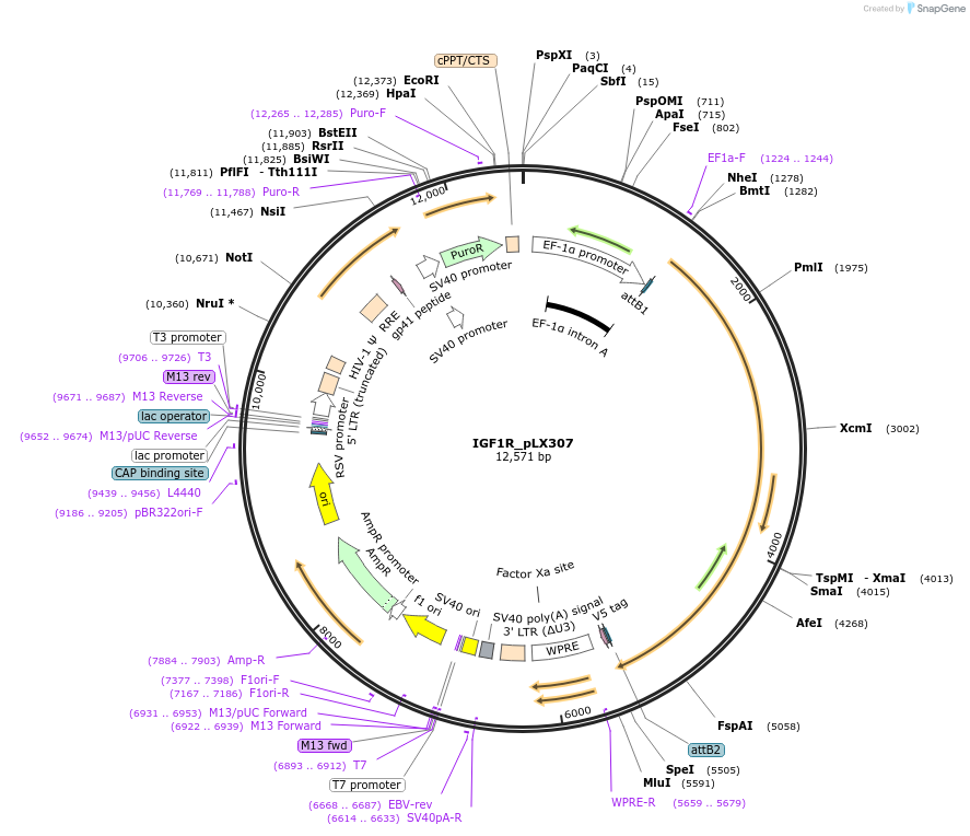 98344-plasmid-map-sequence-id-190415