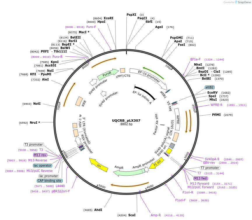 98381-plasmid-map-sequence-id-190417