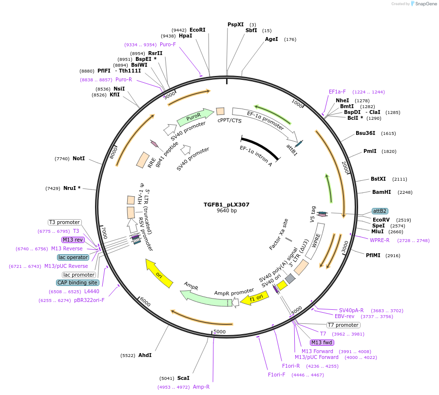 98377-plasmid-map-sequence-id-190421