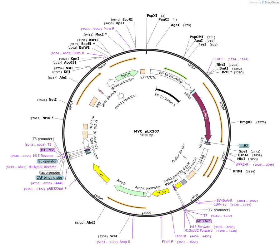 98363-plasmid-map-sequence-id-190443