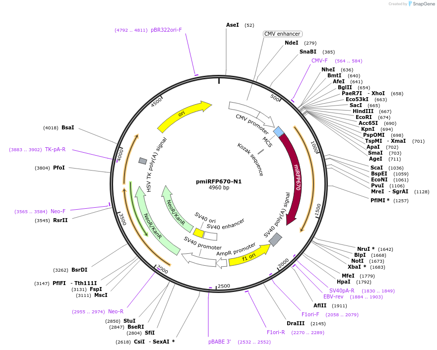 79987-plasmid-map-sequence-id-190473
