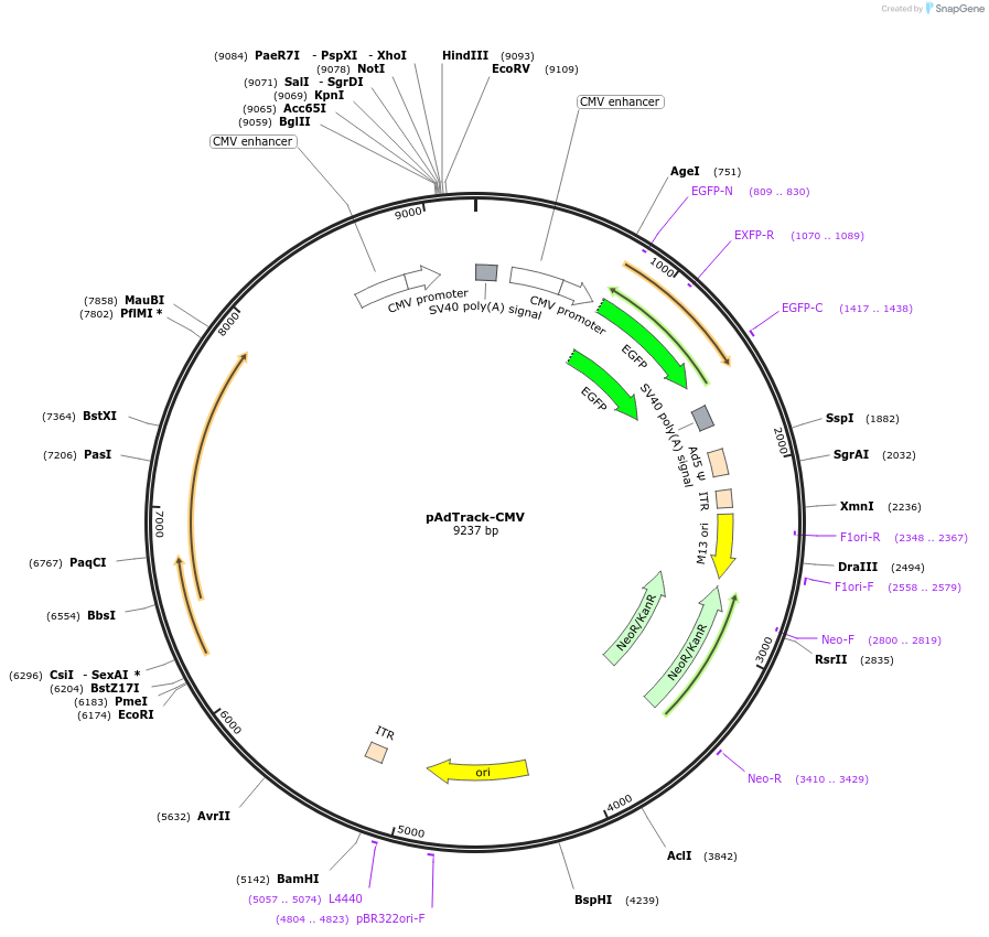 16405-plasmid-map-sequence-id-190476