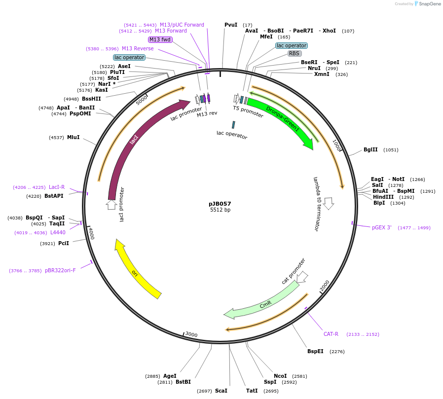 98911-plasmid-map-sequence-id-190485