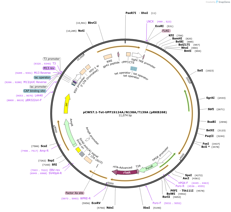 99144-plasmid-map-sequence-id-190505