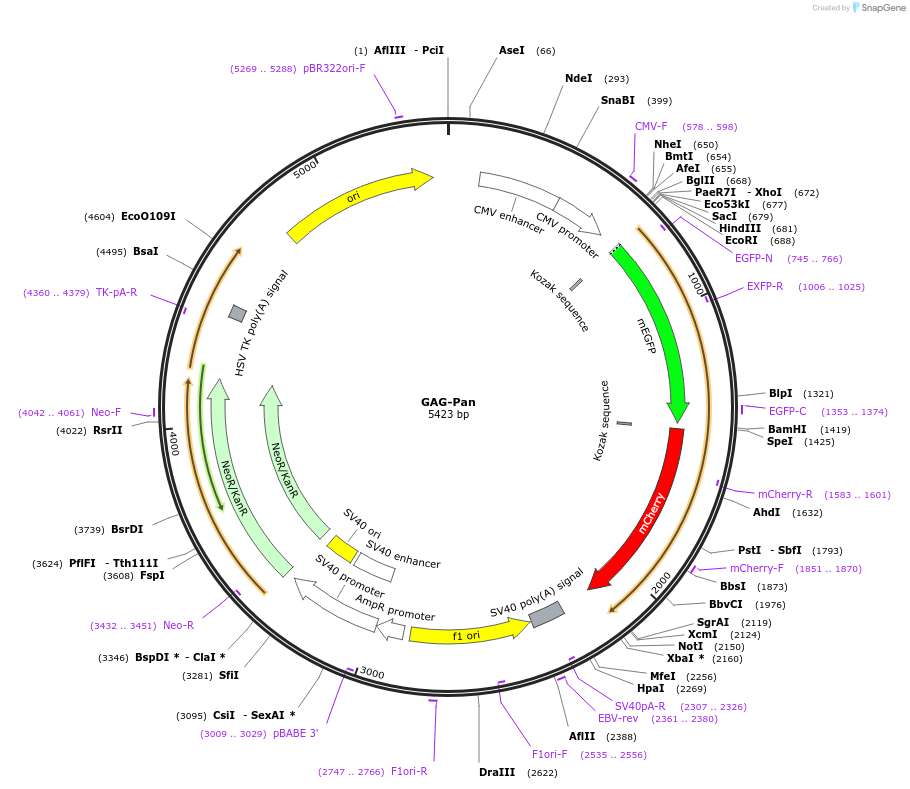 99640-plasmid-map-sequence-id-190528