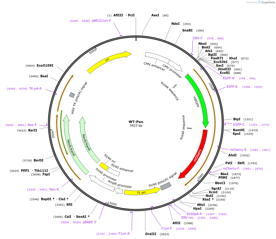 99638-plasmid-map-sequence-id-190530