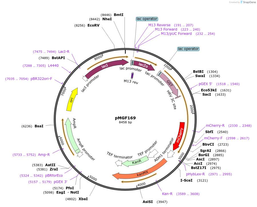 96996-plasmid-map-sequence-id-190535