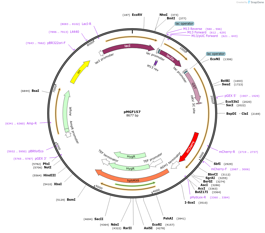 96972-plasmid-map-sequence-id-190536