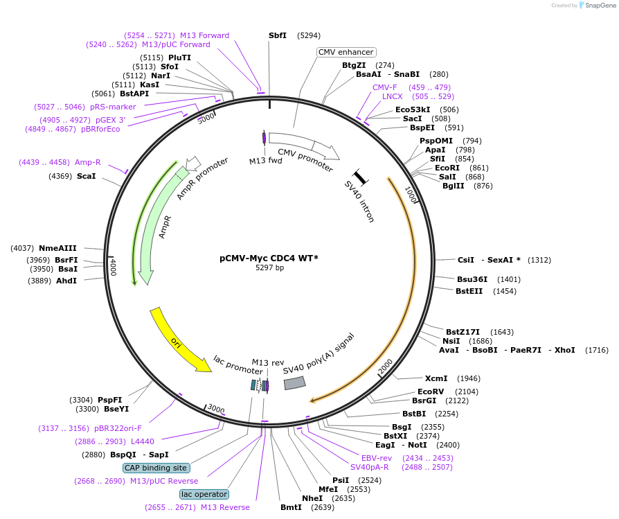 16652-plasmid-map-sequence-id-190558