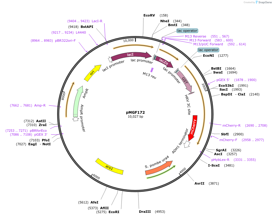 96998-plasmid-map-sequence-id-190559