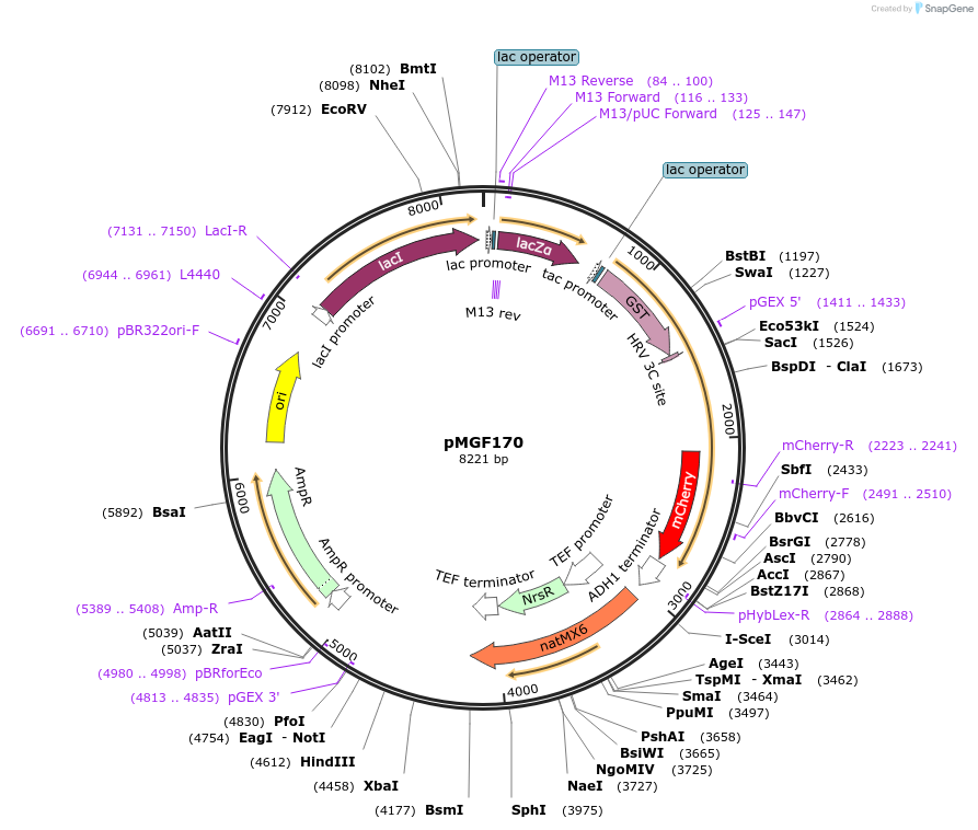 96997-plasmid-map-sequence-id-190560