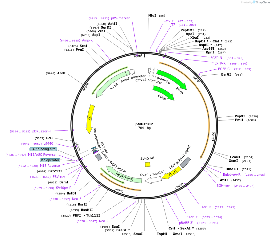97006-plasmid-map-sequence-id-190572