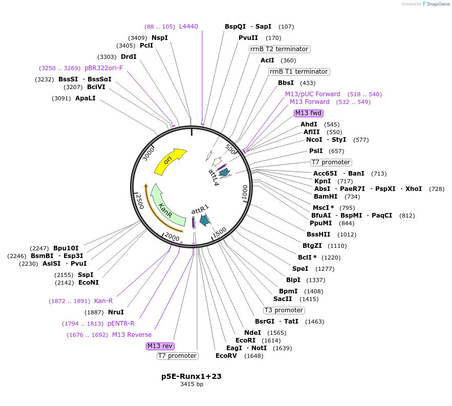69602-plasmid-map-sequence-id-190603