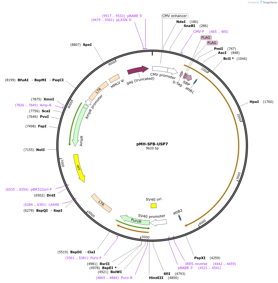 99393-plasmid-map-sequence-id-190612