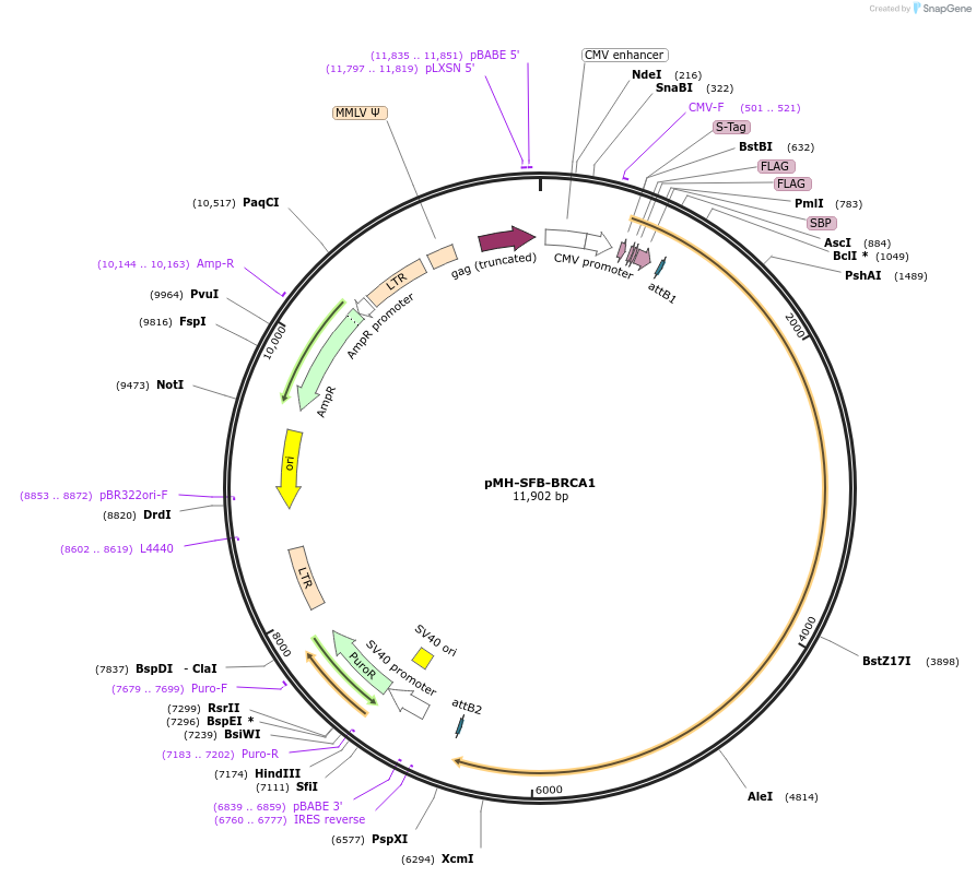 99394-plasmid-map-sequence-id-190615