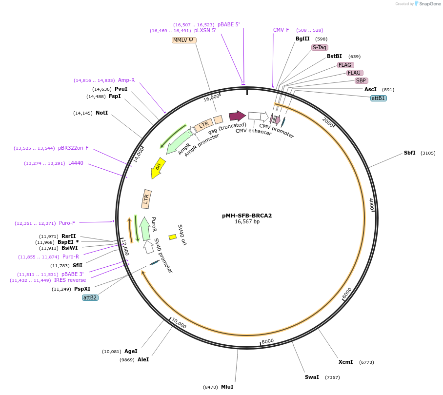 99395-plasmid-map-sequence-id-190616