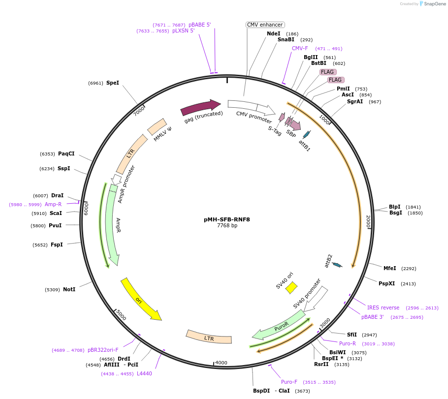 99396-plasmid-map-sequence-id-190618
