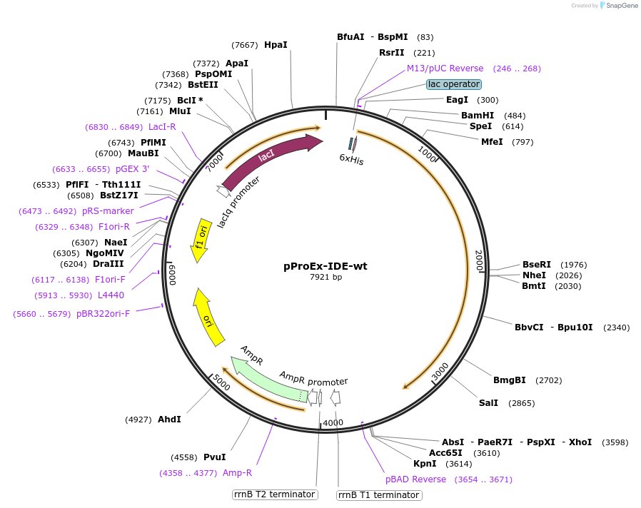 99014-plasmid-map-sequence-id-190665