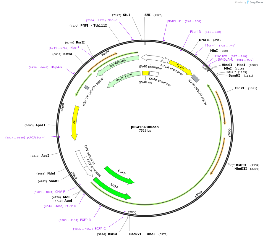 21636-plasmid-map-sequence-id-190680