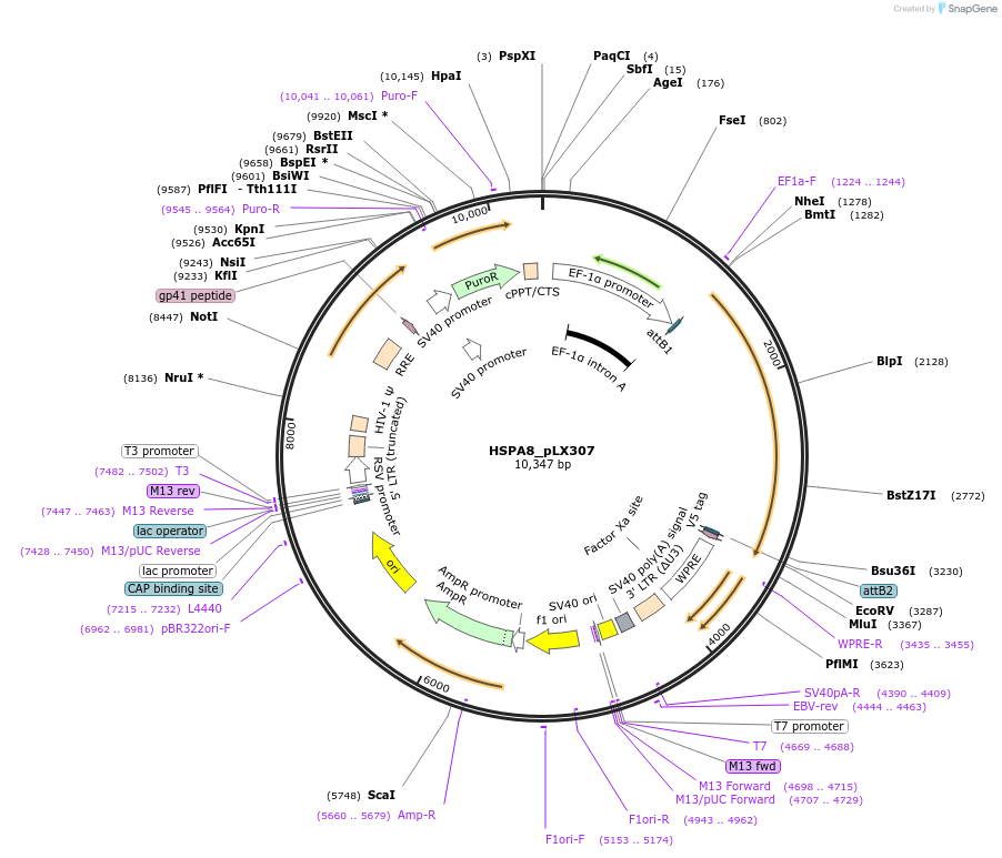 98343-plasmid-map-sequence-id-190681