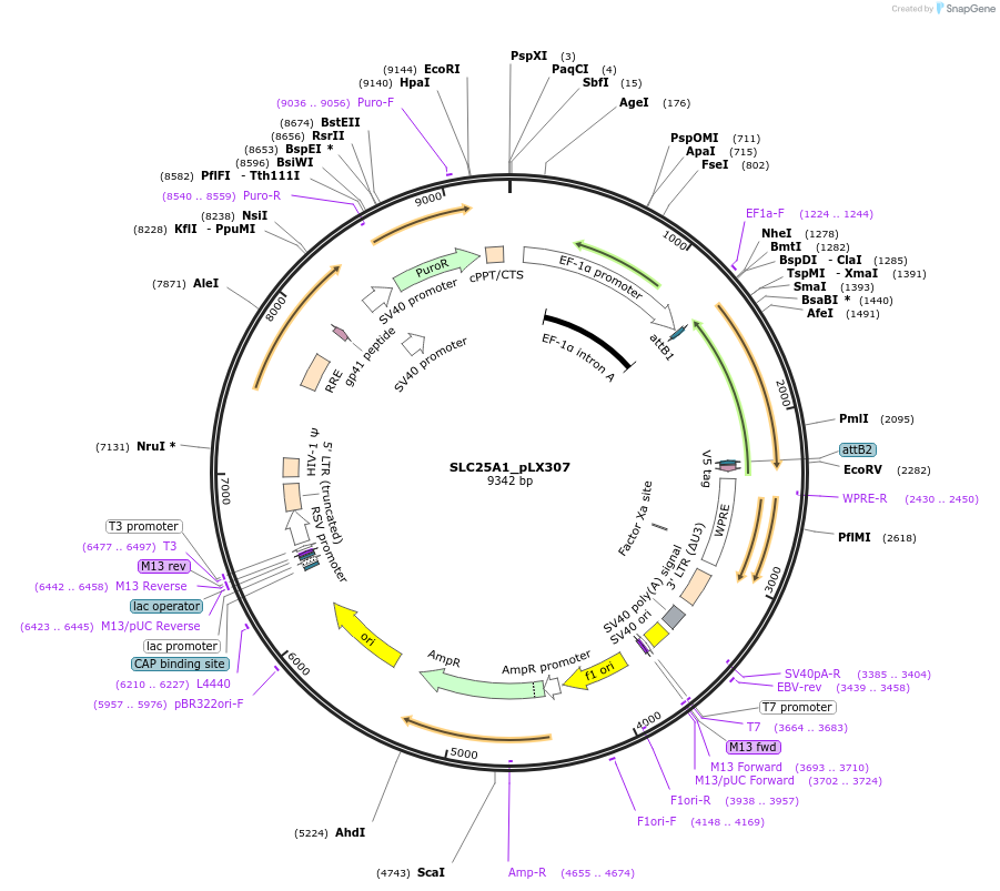 98374-plasmid-map-sequence-id-190683