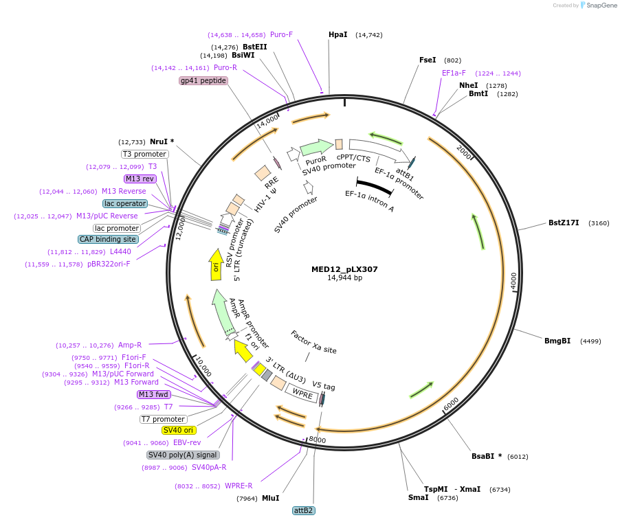 98350-plasmid-map-sequence-id-190686