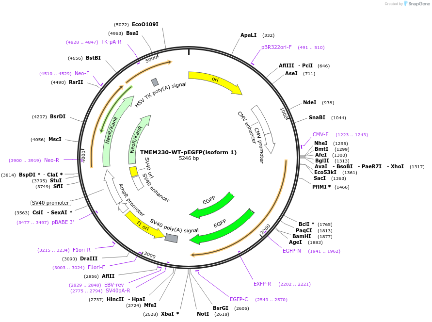99561-plasmid-map-sequence-id-190701