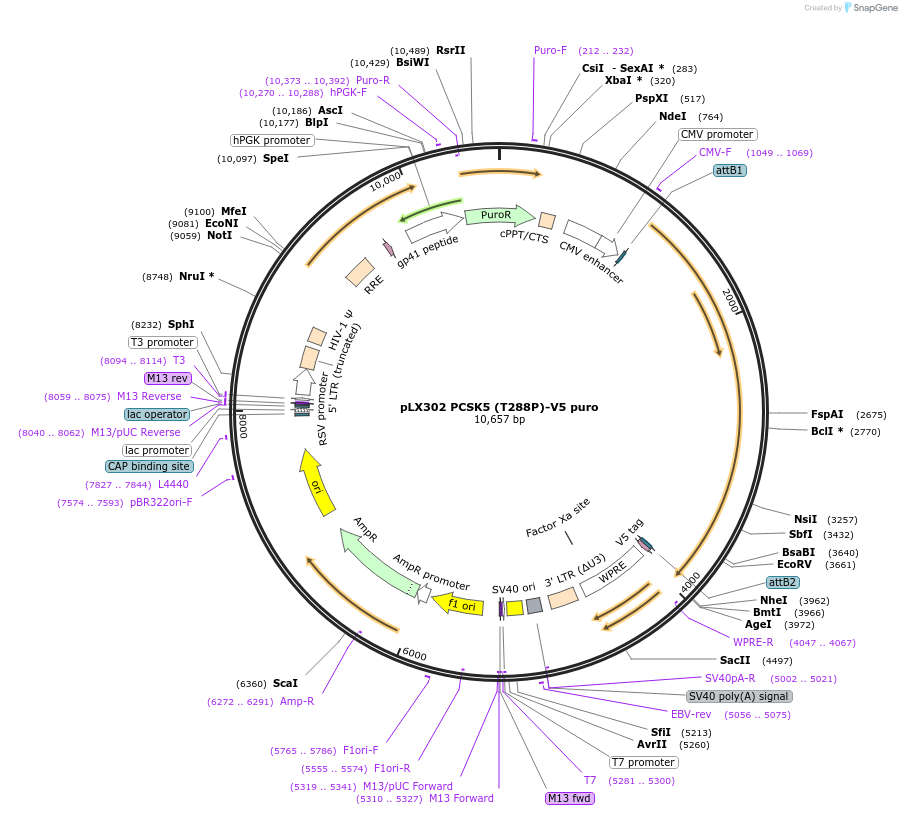 98709-plasmid-map-sequence-id-190703