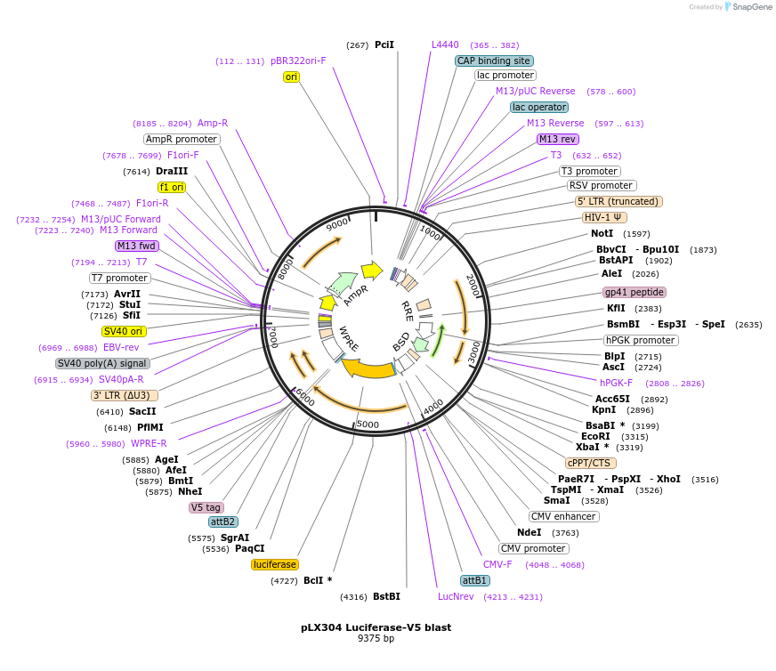 98580-plasmid-map-sequence-id-190704