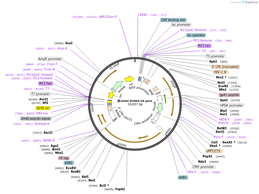 98389-plasmid-map-sequence-id-190706