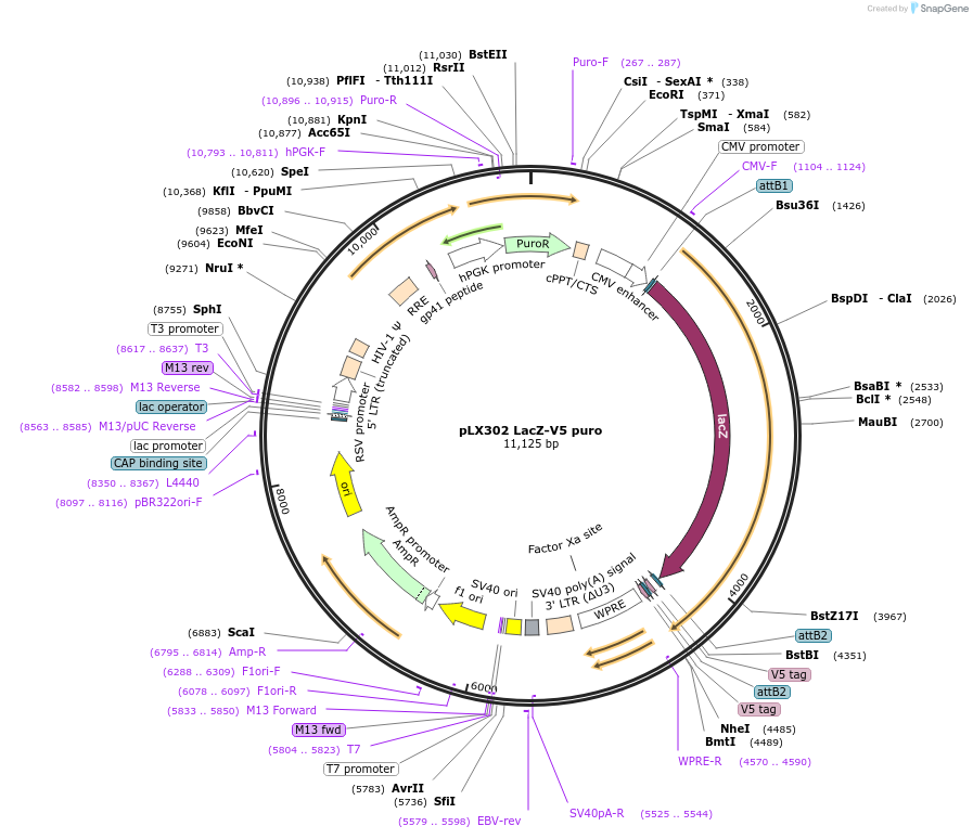 98579-plasmid-map-sequence-id-190708