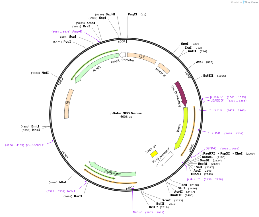 98396-plasmid-map-sequence-id-190710