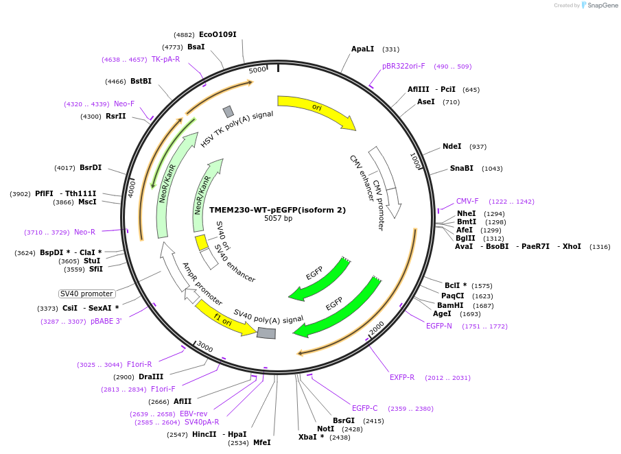 99562-plasmid-map-sequence-id-190712