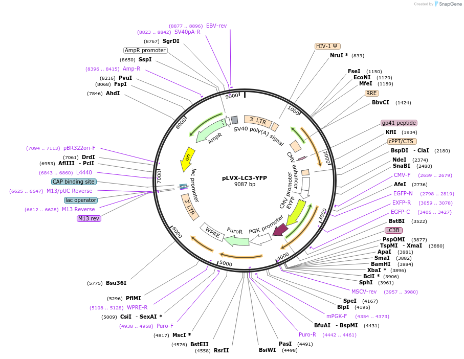 99571-plasmid-map-sequence-id-190737