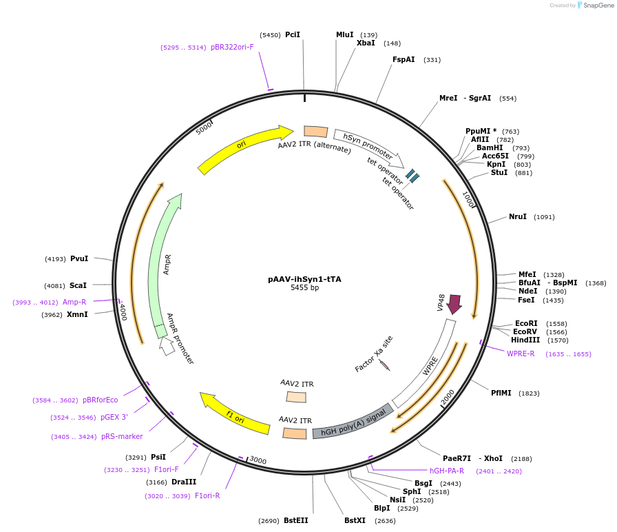 99120-plasmid-map-sequence-id-190738